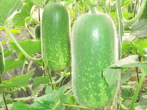 629吃瓜网在线,网络舆论场的新势力崛起